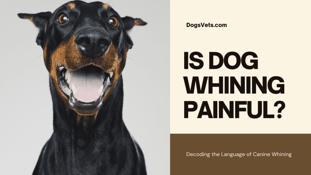 IS DOG WHINING PAINFUL?