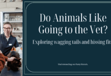 Do Animals Like Going to the Vet? Decoding the Mystery of Wagging Tails and Hissing Fits Do Animals Like Going to the Vet? Decoding the Mystery of Wagging Tails and Hissing Fits