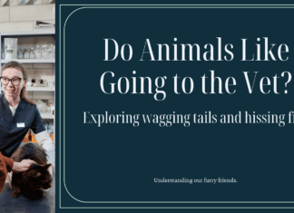 Do Animals Like Going to the Vet? Decoding the Mystery of Wagging Tails and Hissing Fits Do Animals Like Going to the Vet? Decoding the Mystery of Wagging Tails and Hissing Fits