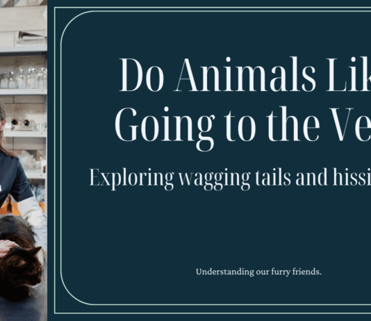 Do Animals Like Going to the Vet? Decoding the Mystery of Wagging Tails and Hissing Fits Do Animals Like Going to the Vet? Decoding the Mystery of Wagging Tails and Hissing Fits