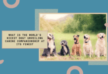 What is the World’s Nicest Dog? Unveiling Canine Companionship at its Finest What is the World's Nicest Dog?
