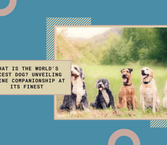 What is the World’s Nicest Dog? Unveiling Canine Companionship at its Finest What is the World's Nicest Dog?