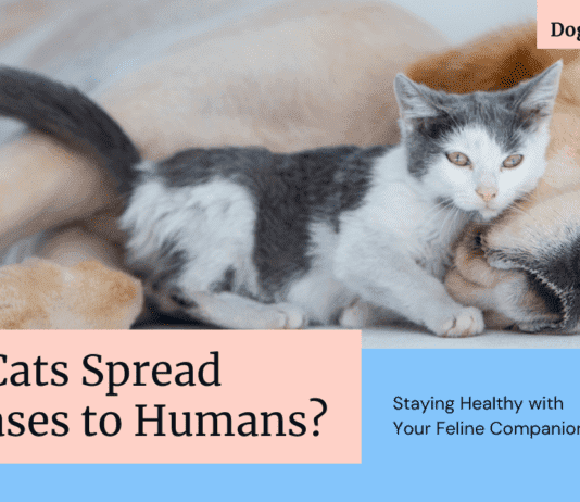 Can Cats Pass Diseases to Humans? The Purrfect Guide to Staying Healthy with Your Feline Friend Can Cats Pass Diseases to Humans? The Purrfect Guide to Staying Healthy with Your Feline Friend