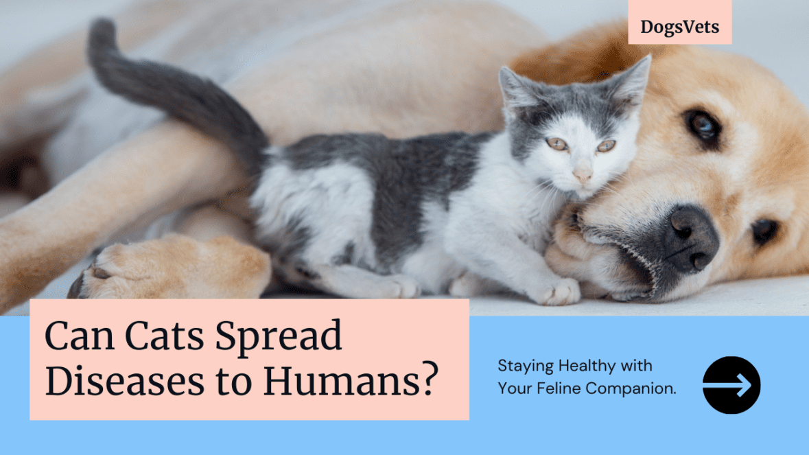 Can Cats Pass Diseases to Humans? The Purrfect Guide to Staying Healthy with Your Feline Friend