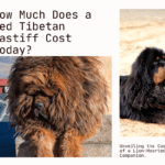 How Much Does a Red Tibetan Mastiff Cost Today? Unveiling the Price of a Lion-Hearted Companion