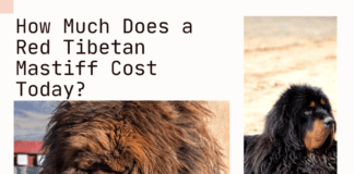 How Much Does a Red Tibetan Mastiff Cost Today? Unveiling the Price of a Lion-Hearted Companion How Much Does a Red Tibetan Mastiff Cost Today? Unveiling the Price of a Lion-Hearted Companion