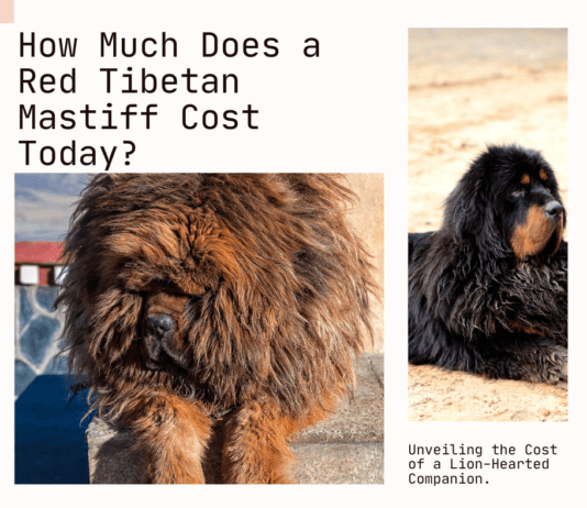 How Much Does a Red Tibetan Mastiff Cost Today? Unveiling the Price of a Lion-Hearted Companion How Much Does a Red Tibetan Mastiff Cost Today? Unveiling the Price of a Lion-Hearted Companion