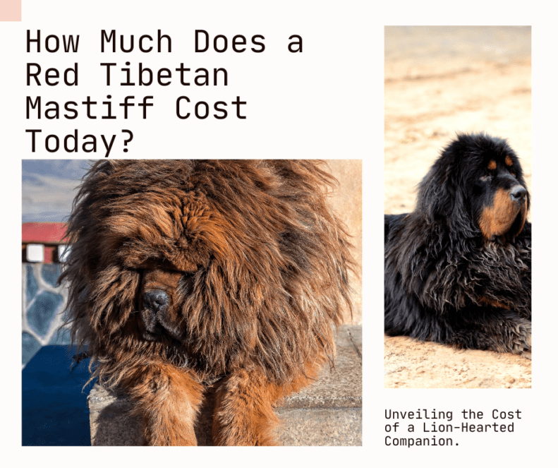 ¿Cuánto cuesta hoy un mastín tibetano rojo? Revelando el precio de un compañero con corazón de león