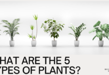 What are the 5 Types of Plants? A Beginner’s Guide to the Wonderful World of Flora What are the 5 Types of Plants? A Beginner's Guide to the Wonderful World of Flora