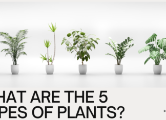 What are the 5 Types of Plants? A Beginner’s Guide to the Wonderful World of Flora What are the 5 Types of Plants? A Beginner's Guide to the Wonderful World of Flora