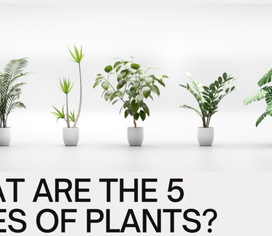 What are the 5 Types of Plants? A Beginner’s Guide to the Wonderful World of Flora What are the 5 Types of Plants? A Beginner's Guide to the Wonderful World of Flora