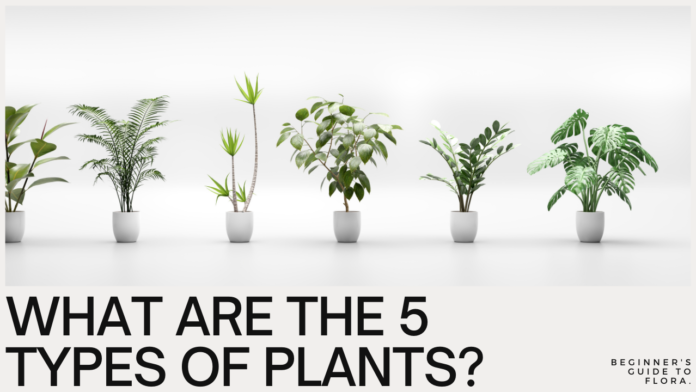 What are the 5 Types of Plants? A Beginner's Guide to the Wonderful World of Flora
