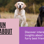 5 Big Fun Facts About Dogs: Unleashing the Amazing in Our Canine Companions
