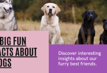 5 Big Fun Facts About Dogs: Unleashing the Amazing in Our Canine Companions 5 Big Fun Facts About Dogs: Unleashing the Amazing in Our Canine Companions