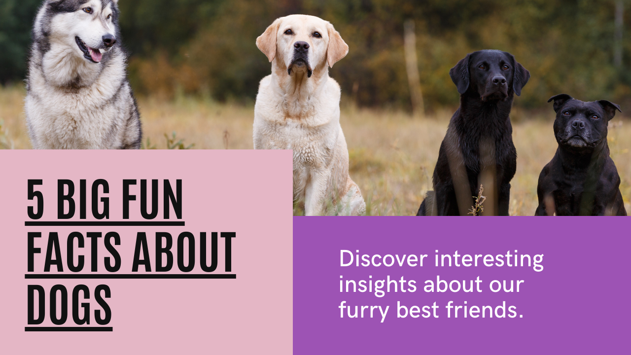 5 grandes datos divertidos sobre os cans: desatando o incrible nos nosos compañeiros caninos