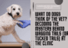 What Do Dogs Think of the Vet? Decoding the Mystery Behind Wagging Tails (or Tucked Tails) at the Clinic Untitled design 6