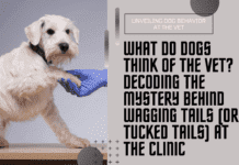 What Do Dogs Think of the Vet? Decoding the Mystery Behind Wagging Tails (or Tucked Tails) at the Clinic