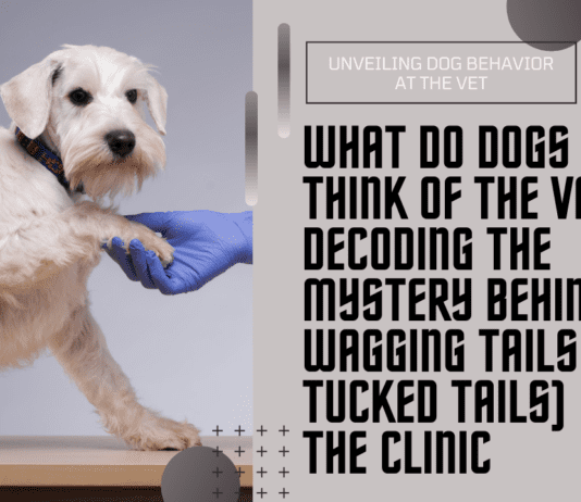 What Do Dogs Think of the Vet? Decoding the Mystery Behind Wagging Tails (or Tucked Tails) at the Clinic