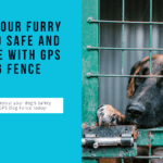 GPS Dog Fence: Keeping Your Furry Friend Safe and Secure