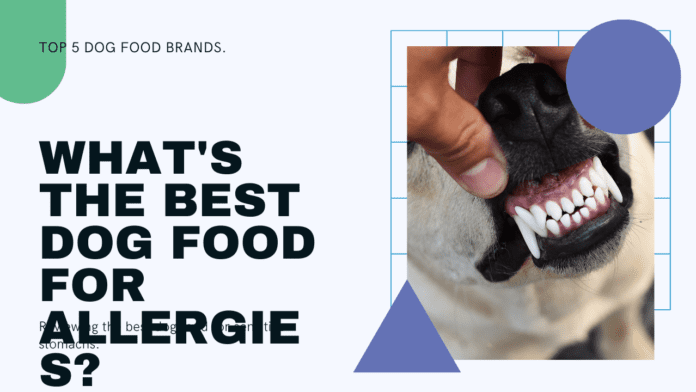 What is the Best Dog Food for Allergies? Top 5 Brands Reviewed