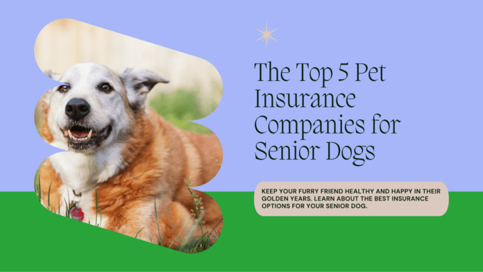 The Top 5 Pet Insurance Companies for Senior Dogs: Keeping Your Canine Companion Covered in Their Golden Years