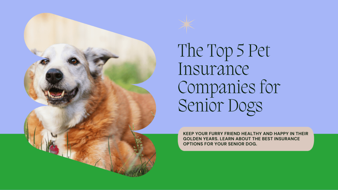 As 5 mellores compañías de seguros de mascotas para cans maiores: manter o teu compañeiro canino cuberto nos seus anos de ouro