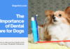 The Importance of Dental Care for Dogs: Keeping Your Canine Companion Smiling Brightly The Importance of Dental Care for Dogs: Keeping Your Canine Companion Smiling Brightly