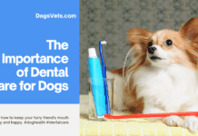The Importance of Dental Care for Dogs: Keeping Your Canine Companion Smiling Brightly The Importance of Dental Care for Dogs: Keeping Your Canine Companion Smiling Brightly