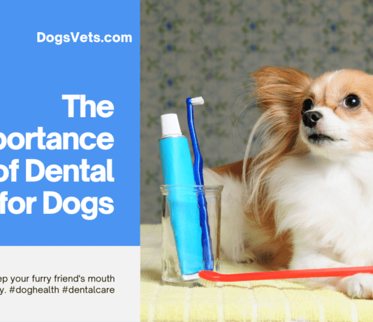 The Importance of Dental Care for Dogs: Keeping Your Canine Companion Smiling Brightly The Importance of Dental Care for Dogs: Keeping Your Canine Companion Smiling Brightly