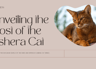 Unveiling the Cost of the Ashera Cat: So You Want to Own a Piece of Luxury Unveiling the Cost of the Ashera Cat