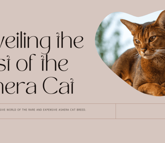 Unveiling the Cost of the Ashera Cat: So You Want to Own a Piece of Luxury Unveiling the Cost of the Ashera Cat