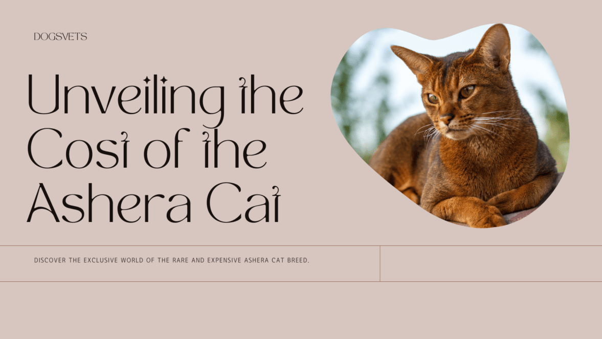 Unveiling the Cost of the Ashera Cat: So You Want to Own a Piece of Luxury