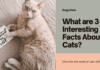 What are 3 Interesting Facts About Cats? Buckle Up, Cat Lovers, We've Got More!
