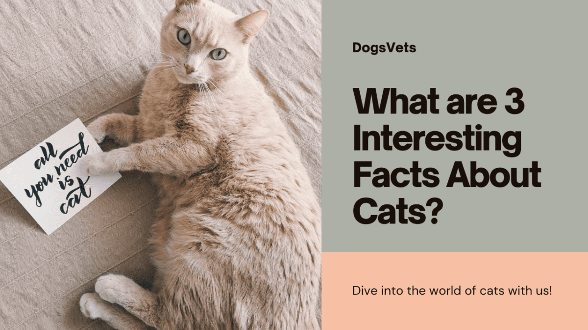 What Are 3 Interesting Facts About Cats Buckle Up Cat Lovers We ve what-are-3-interesting-facts-about-cats-buckle-up-cat-lovers-we-ve