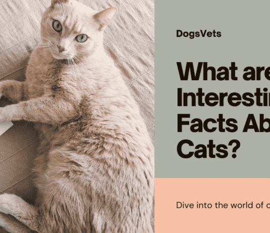 What are 3 Interesting Facts About Cats? Buckle Up, Cat Lovers, We’ve Got More! What are 3 Interesting Facts About Cats? Buckle Up, Cat Lovers, We've Got More!