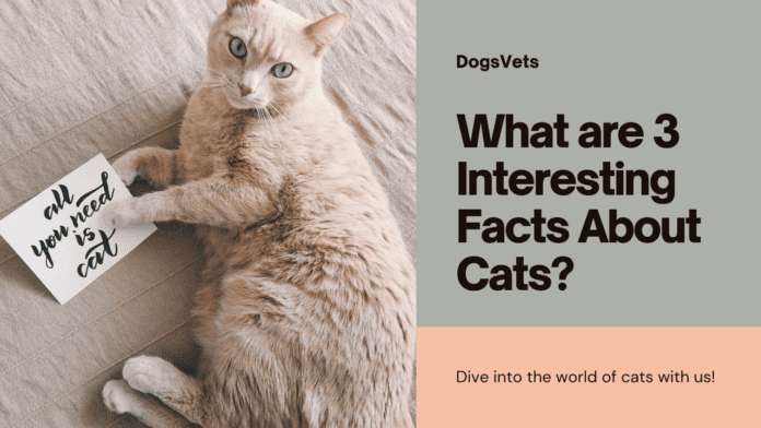 Ποια είναι τα 3 ενδιαφέροντα γεγονότα για τις γάτες; Κουμπώστε, Λάτρεις της Γάτας, Έχουμε κι άλλα!