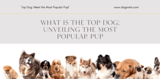 What is the Top Dog: Unveiling the Most Popular Pup What is the Top Dog: Unveiling the Most Popular Pup
