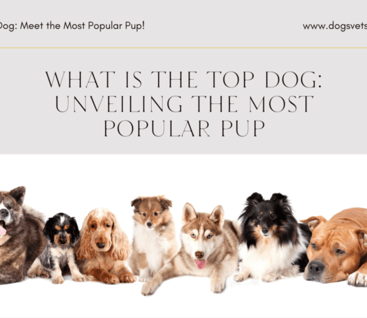 What is the Top Dog: Unveiling the Most Popular Pup What is the Top Dog: Unveiling the Most Popular Pup