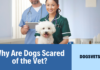 Why Are Dogs Scared of the Vet? Decoding Your Pup's Fear and Making Visits a Breeze