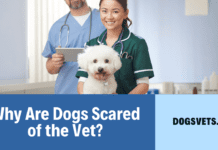 Why Are Dogs Scared of the Vet? Decoding Your Pup’s Fear and Making Visits a Breeze Why Are Dogs Scared of the Vet? Decoding Your Pup's Fear and Making Visits a Breeze
