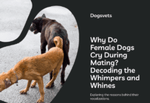 Why Do Female Dogs Cry During Mating? Decoding the Whimpers and Whines Why Do Female Dogs Cry During Mating? Decoding the Whimpers and Whines