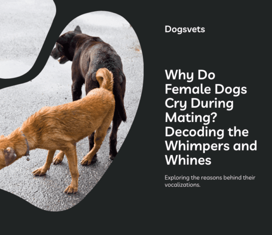 Why Do Female Dogs Cry During Mating? Decoding the Whimpers and Whines Why Do Female Dogs Cry During Mating? Decoding the Whimpers and Whines