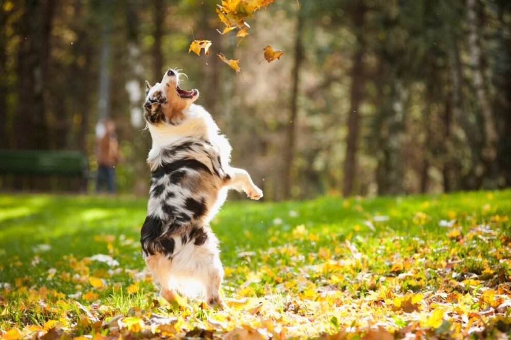 A dog standing on its hind legs and catching leaves Description automatically generated