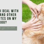 How Do I Deal With Ticks and Other Parasites on My Dog? How Do I Deal With Ticks and Other Parasites on My Dog?