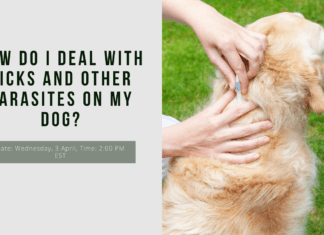 How Do I Deal With Ticks and Other Parasites on My Dog? How Do I Deal With Ticks and Other Parasites on My Dog?