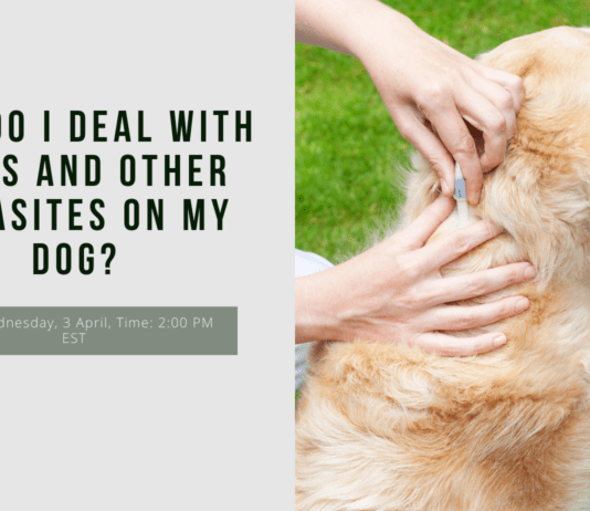 How Do I Deal With Ticks and Other Parasites on My Dog? How Do I Deal With Ticks and Other Parasites on My Dog?