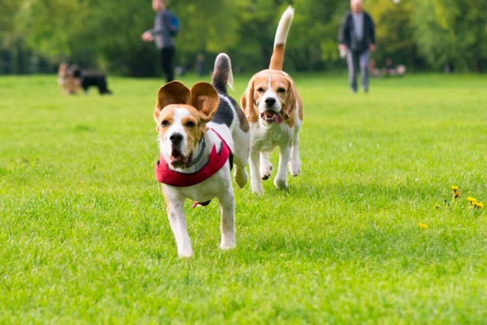 To hunder som løper på gress Beskrivelse genereres automatisk