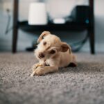 12 Things to Avoid Feeding Your Dog (with Alternatives)