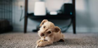 12 Things to Avoid Feeding Your Dog (with Alternatives) 12 Things to Avoid Feeding Your Dog (with Alternatives)