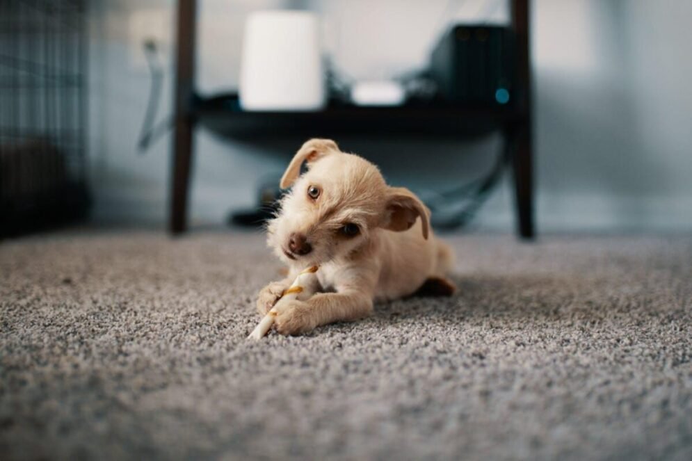 12 rzeczy, których należy unikać karmienia psa (z alternatywami)